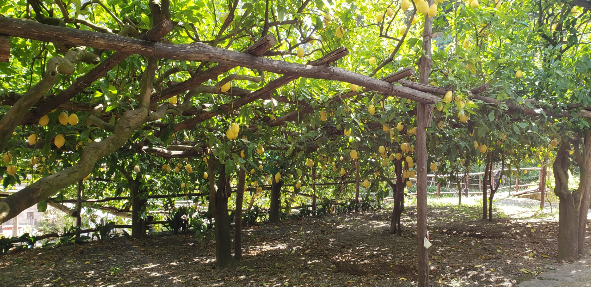 Lemon Groves